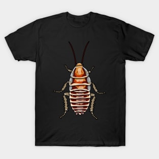 Cape Zebra cockroach (Temnopteryx phalerata) T-Shirt